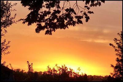 Low angle view of silhouette trees against sky at sunset