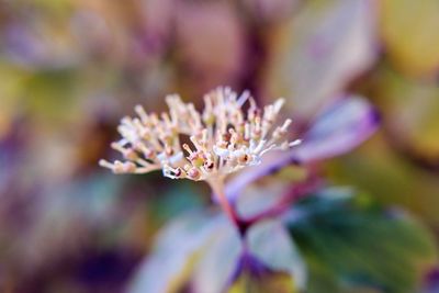 Close-up of flowers against blurred background