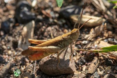 Close-up of dried plant on field
