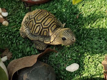 High angle view of a turtle in the ground