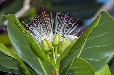 Close-up of green leaves on plant