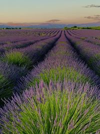 Scenic view of lavender growing on field against romantic sky