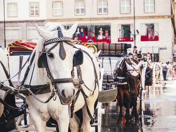 Horse cart on street in city