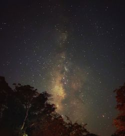 Low angle view of trees against star field at night