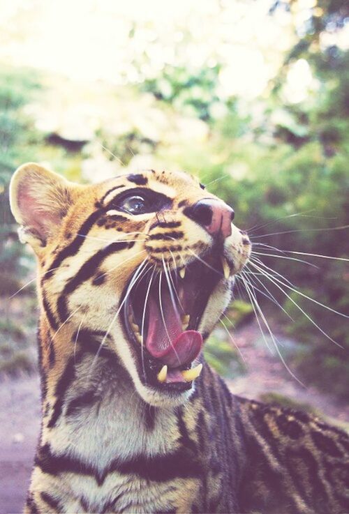 animal themes, one animal, animals in the wild, mammal, animal markings, wildlife, focus on foreground, close-up, animal head, natural pattern, animal body part, zoology, part of, day, outdoors, insect, side view, nature, domestic animals, no people