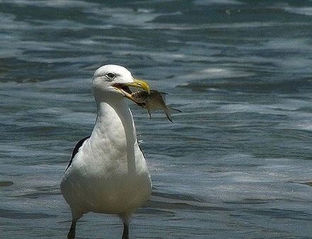 bird, animal wildlife, animals in the wild, one animal, nature, animal themes, no people, outdoors, beak, water, lake, day, beauty in nature, close-up