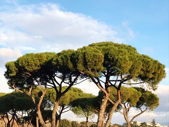 Low angle view of trees in forest against sky