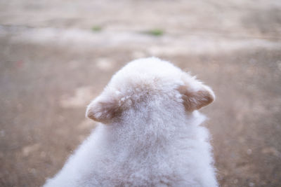 Close-up of a dog