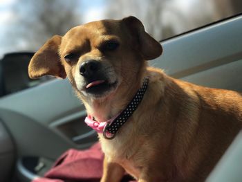 Close-up portrait of dog