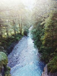 River amidst trees in forest against sky