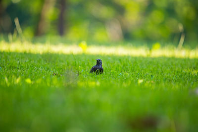 Bird perching on a field