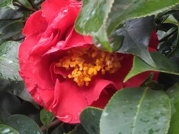 Close-up of pink flowers