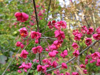 Close-up of pink flowering plants