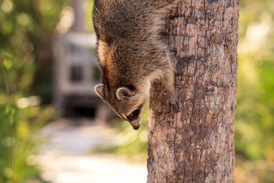 Close-up of squirrel on tree trunk