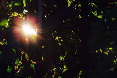 Sun shining through trees