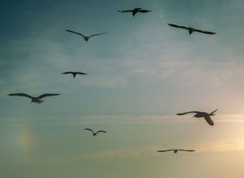 Low angle view of silhouette birds flying in sky