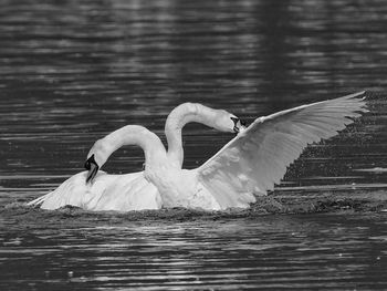 View of swan in lake