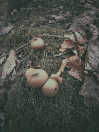 High angle view of mushrooms growing on field