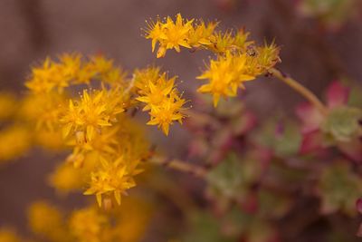 Close-up of yellow flowering plant