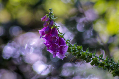 Close-up of purple flowering plant foxglove 