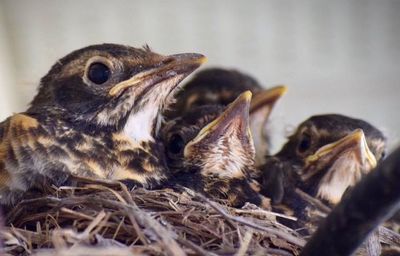 Close-up of a bird