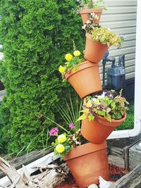 Close-up of potted plants in yard