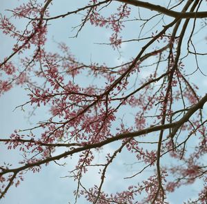 Low angle view of flowers on tree