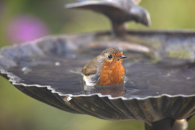 Close-up of bird bathing
