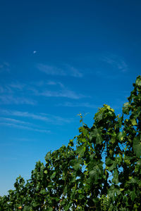 Low angle view of trees against blue sky