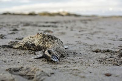 Lizard on the beach