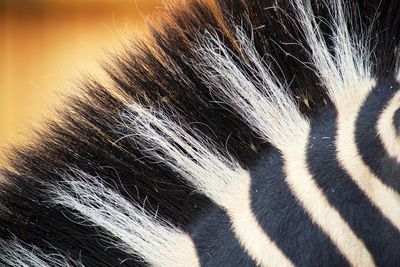 Close-up of horse