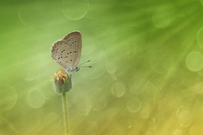 Close-up of butterfly pollinating flower