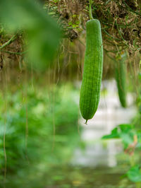 Photos of zucchini gardener lifestyle in thailand.