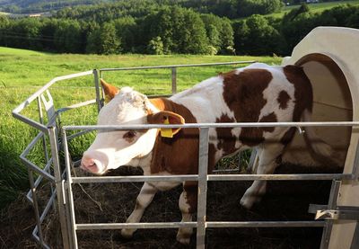 A young cow or calf n a barn, young animal on a farm