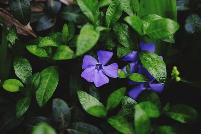 Close-up of purple flowering plants