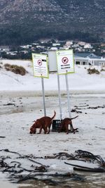 Dogs on beach