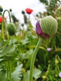 Close-up of flower blooming outdoors