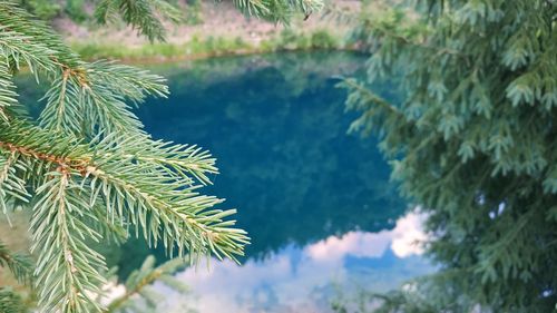 Close-up of pine tree leaves