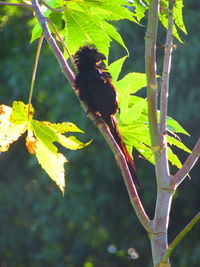 Close-up of insect on plant