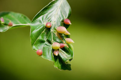 Close-up of fruits on tree