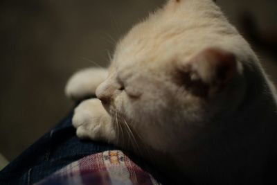 Close-up of a sleeping cat