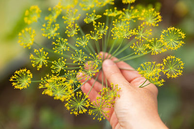 Close-up of hand holding plant