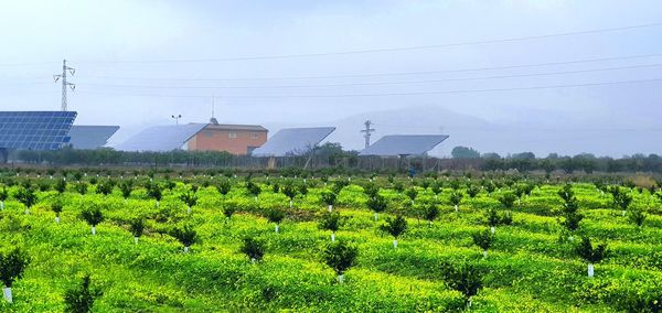 agriculture