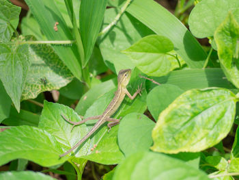 Close-up of insect on leaves