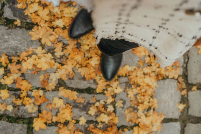 Close-up of pigeons hanging on autumn leaves