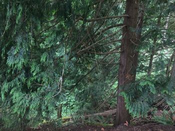 Trees in forest