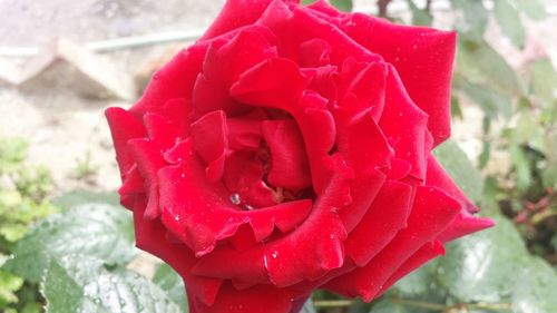 Close-up of red rose