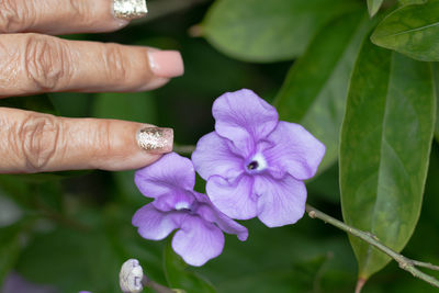 Close-up of hand on purple flowering plant