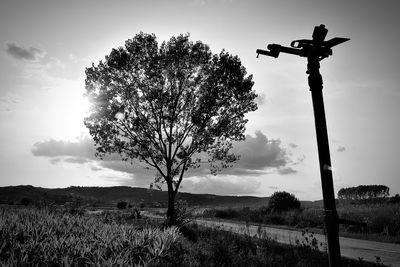 Tree on field against sky