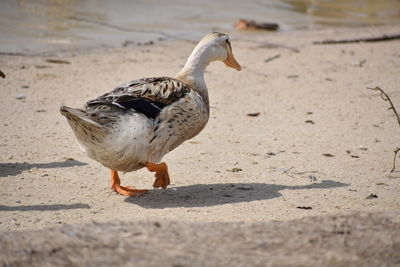 Duck on sand